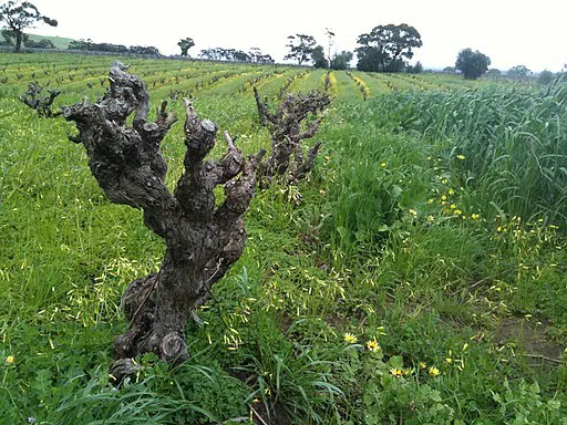 Vieilles vignes - Oude wijnstokken van Grenache