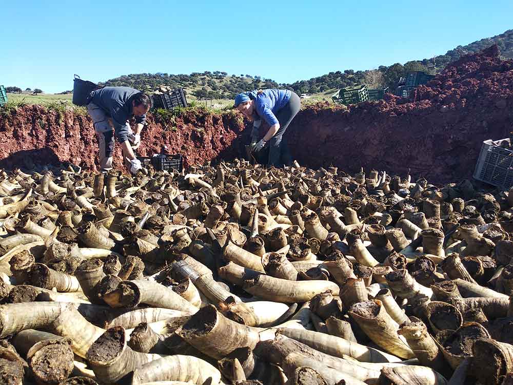 Duizenden koehoorns  met mest worden begraven