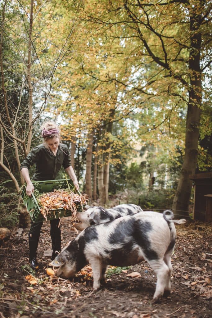 Estée Stroker voert de bonte varkens met groenteafval van haar restaurant