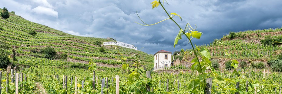 Uitzicht op de wijngaarden van Crozes-Hermitage in Tain l'Hermitage van Michel Chapoutier