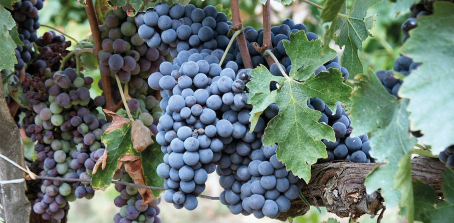Voor de Super Tuscans ging het allemaal om deze druif: de Sangiovese.