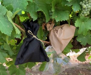 Koolstofzak beschermd druiven tegen rook