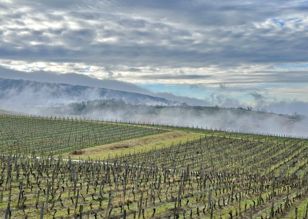 Wijngaarden in de Jura