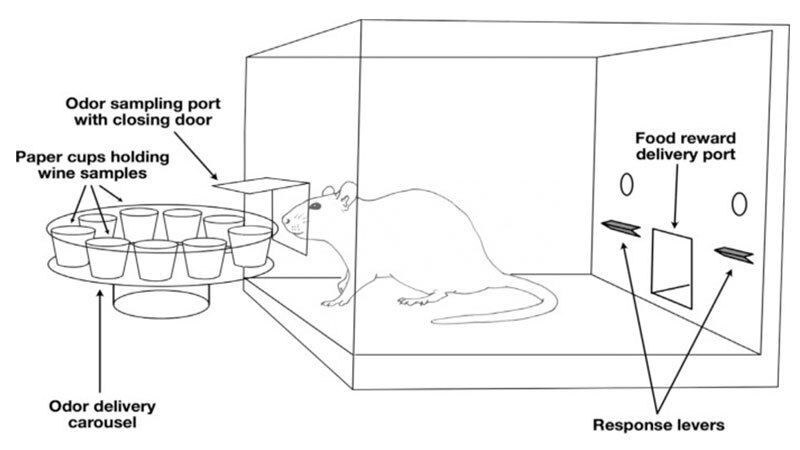 Schematische weergave van de kamer die in het experiment werd gebruikt.
Credits: Journal of Animal Cognition