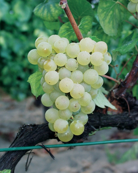 Tros witte druiven van de Chardonnay