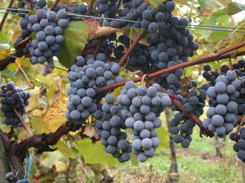 Gamay Noir à Jus Blanc