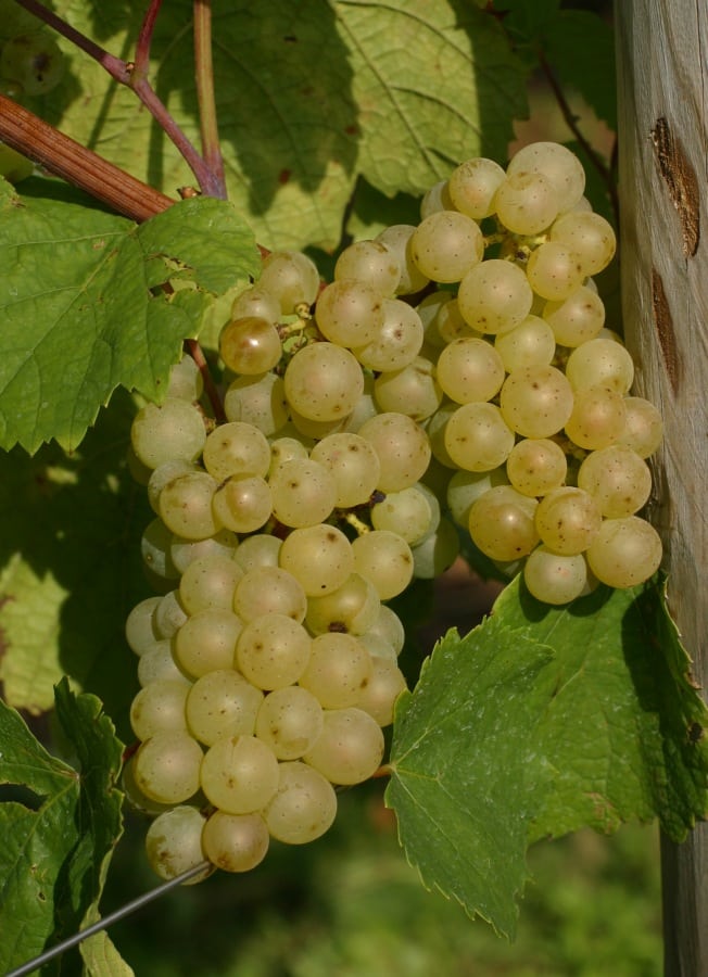 Doris Schneider, Julius Kühn-Institut (JKI), Federal Research Centre for Cultivated Plants, Institute for Grapevine Breeding Geilweilerhof - 76833 Siebeldingen, GERMANY