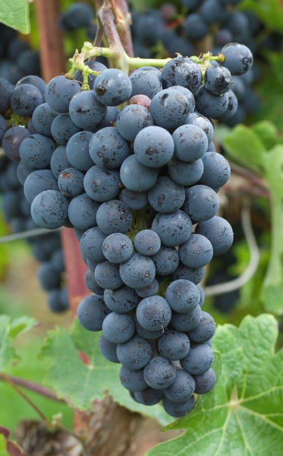 Tros rijpe Cabernet Sauvignon-druiven aan de wijnstok