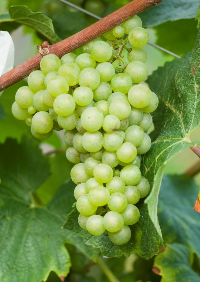 Tros Chardonnay Blanc-druiven aan de wijnstok