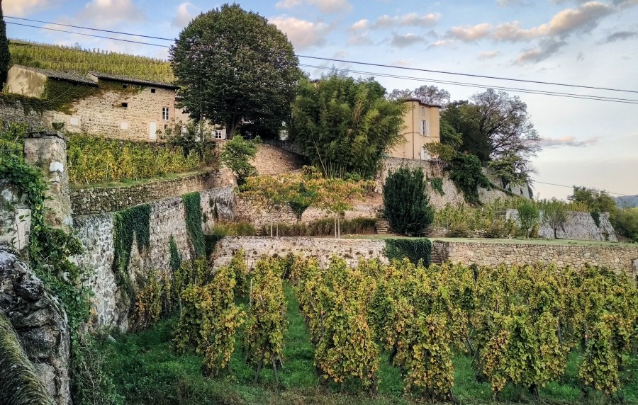 Château-Grillet wijngaard op terrassen aan de Rhône, Noord-Rhône, Frankrijk. Foto: © Olivier Lemoine (Photo-Terroir.fr)
