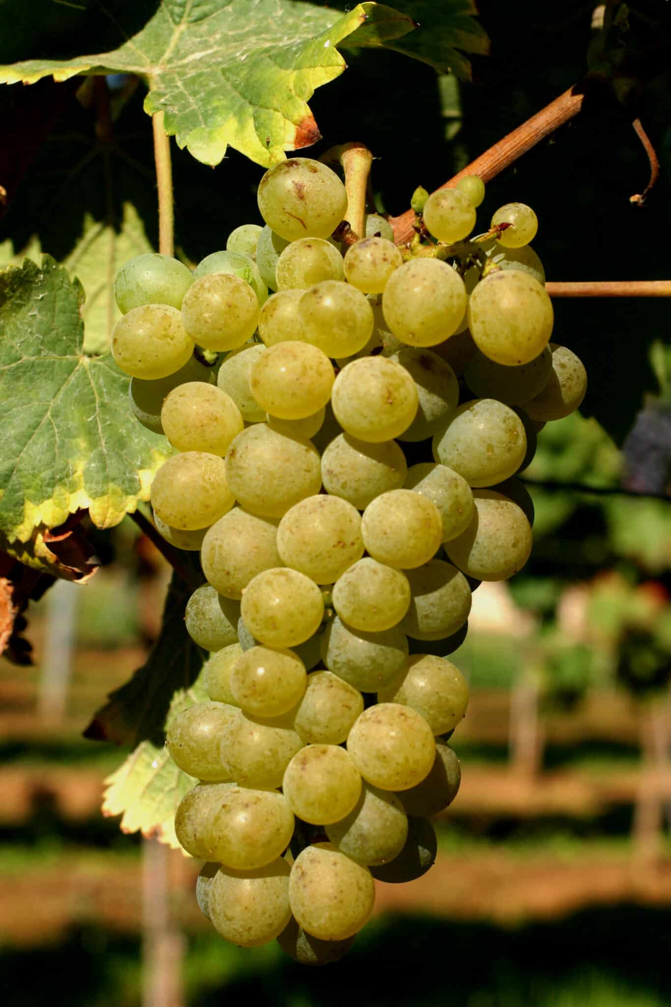 Rijpe tros Chenin Blanc-druiven aan de wijnstok