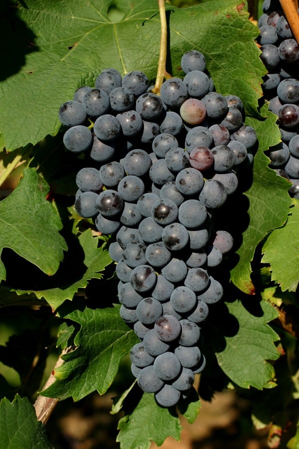 Rijpe tros Nebbiolo-druiven met blauwzwarte bessen en groene bladeren in de wijngaard
