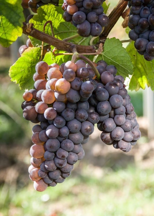 Rijpe trossen Pinot Gris met grijsblauwe en roze bessen aan de wijnstok.