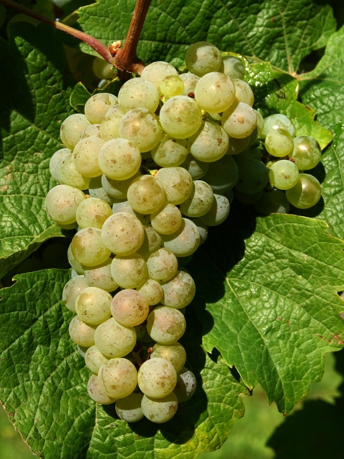 Riesling-druiventros aan de wijnstok