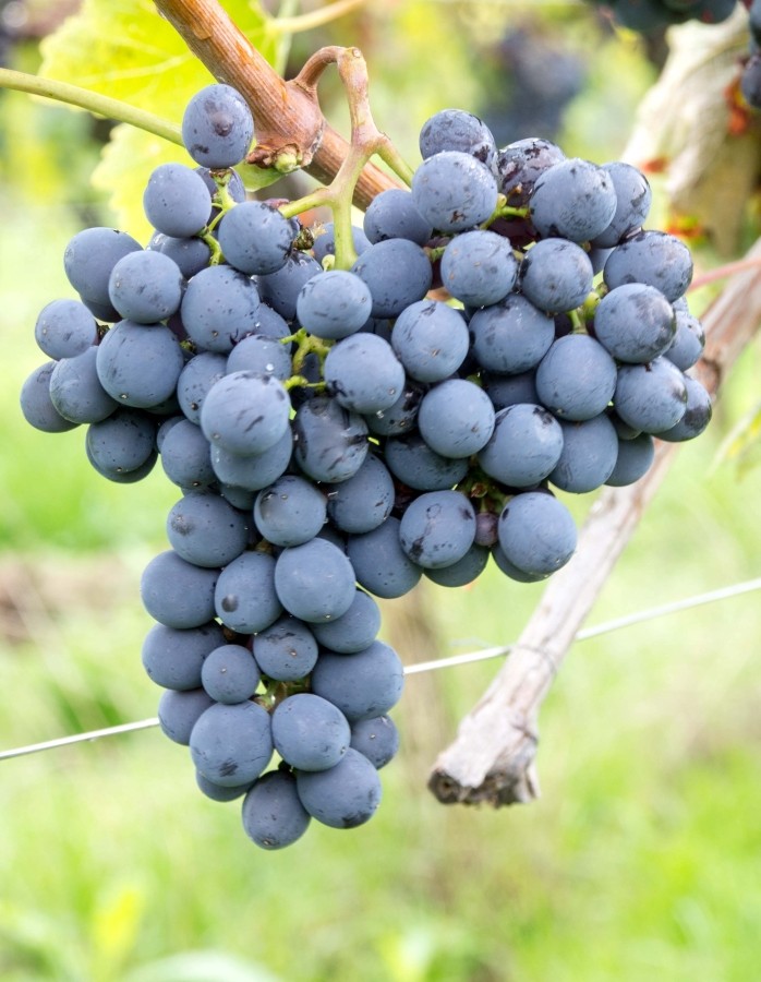 Sangiovese – een tros blauwe druiven. Inheems in Italië.
