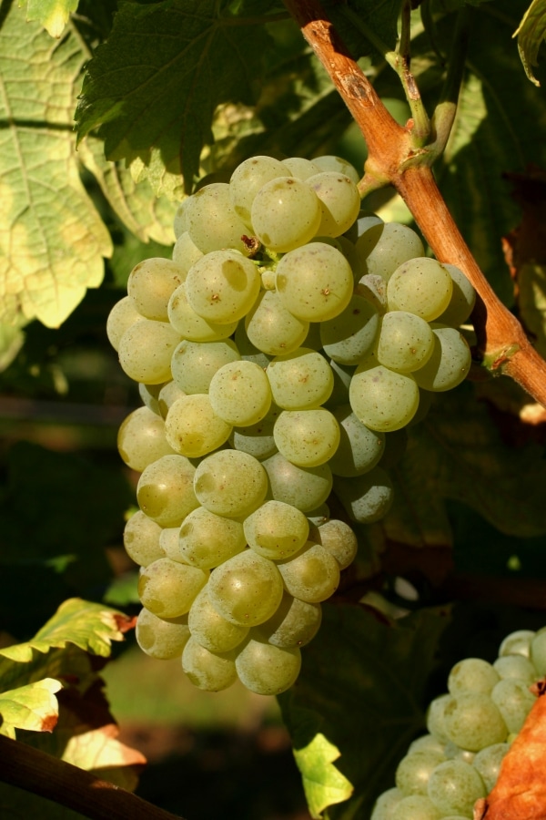 Sauvignon Blanc-druiventros met rijpe geelgroene bessen aan de wijnstok