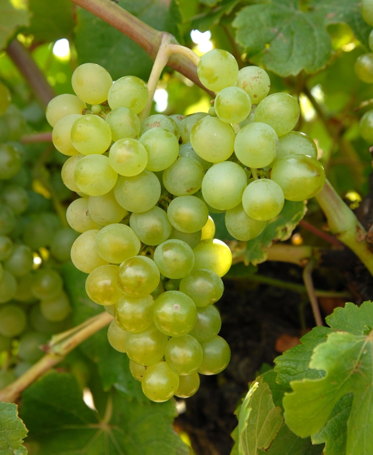 Verdejo-druiventros met rijpe geelgroene bessen