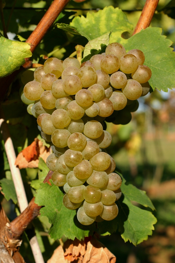 Viognier-druiventros met rijpe geelgroene bessen