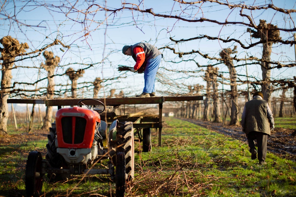 Wijnboer op een hoog plateau achter een trekker die snoeiwerkzaamheden uitvoert.