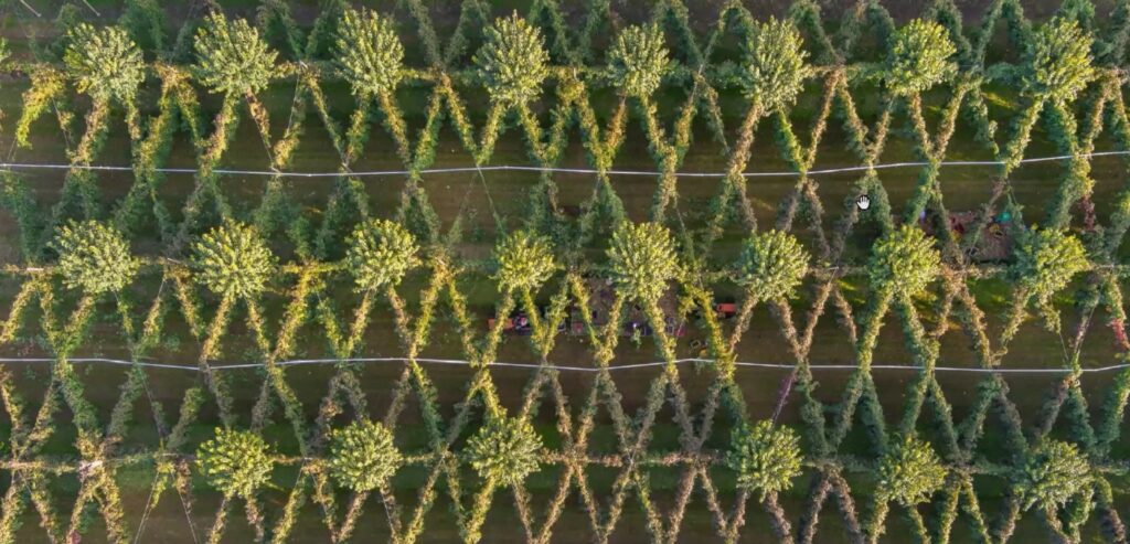 De radiale snoeivorm volgens de Bellussera-methode