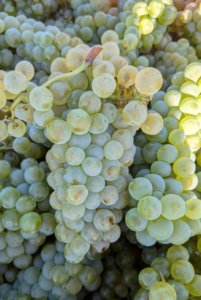Beaujolais verdween bijna uit Nederland. Is er een weg terug? Handgeplukte Chardonnay uit de Pierres Dor&eacute;es, 19 augustus 2026
