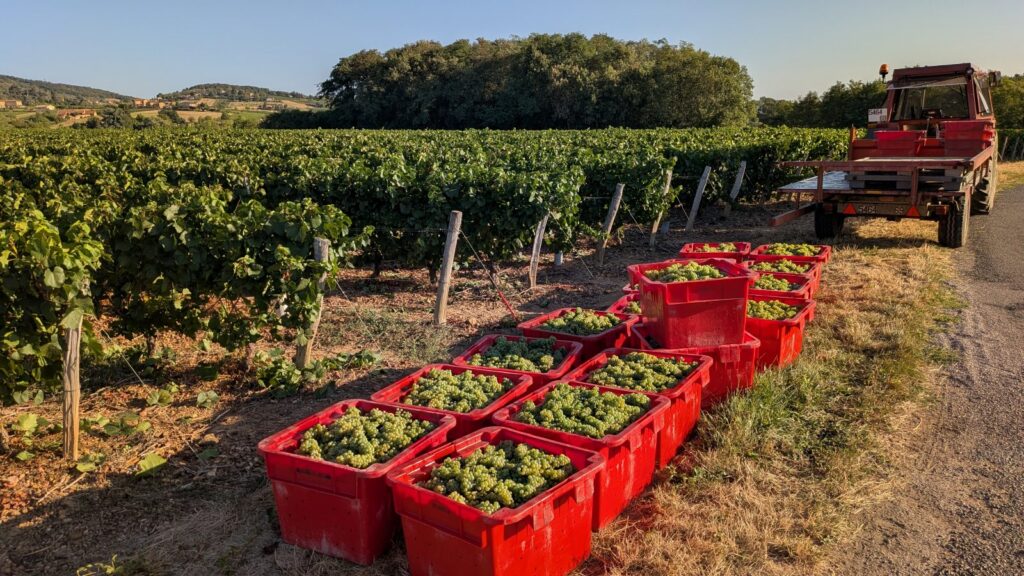 Frontenas, 19 augustus 2026. Met de hand geoogste Chardonnay wacht om zeven uur 's ochtends op de tractor. De druiven gaan naar de plaatselijke coöperatie en verlaten de streek als Crémant de Bourgogne.