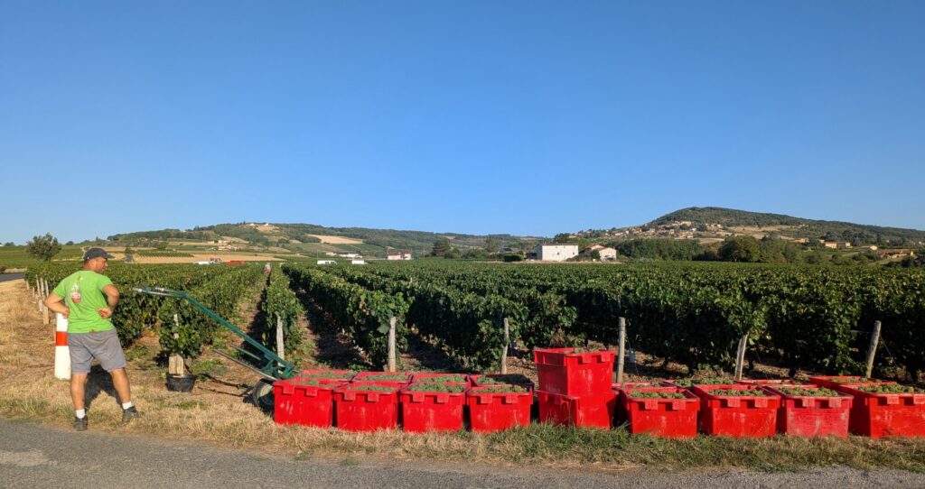 Beaujolais verdween bijna uit Nederland. Is er een weg terug? Een wijnboer bij Frontenas brengt zijn eigen oogst naar de weg, krat voor krat.