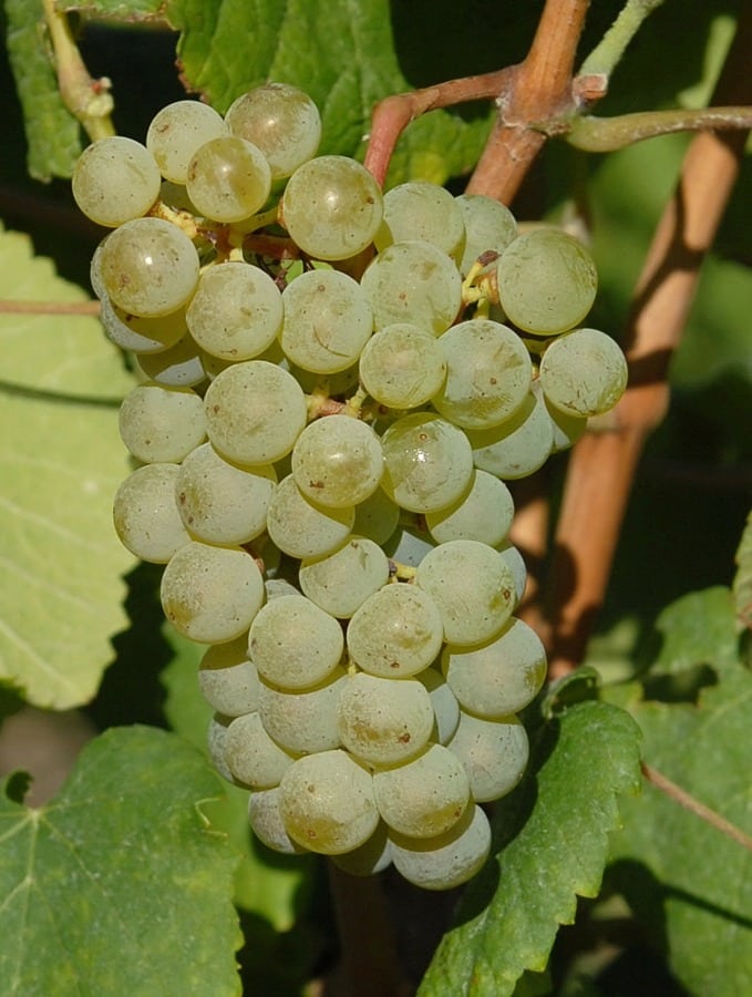 Tros Albariño-druiven aan de wijnstok – foto: Pl@ntGrape, plantgrape.fr