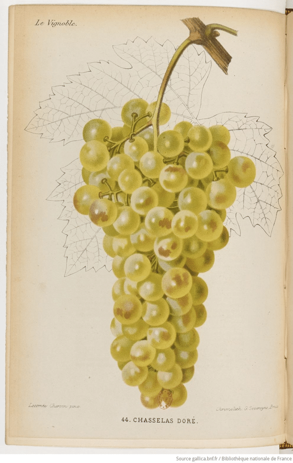 Handgekleurde plaat van een lange tros goudgele Chasselas doré-druiven voor een getekend wijnblad, plaat 44 uit Le Vignoble van Mas en Pulliat.