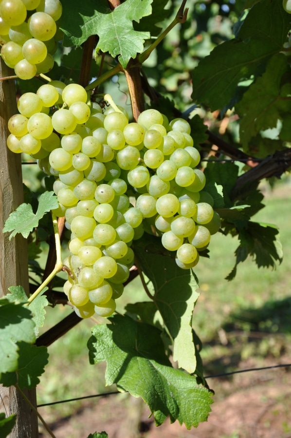 Rijpe tros Chasselas met geelgroene druiven aan de wijnstok
