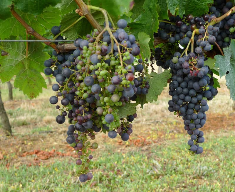 Merlot-trossen met millerandage, met grote rijpe bessen en veel kleine, onrijpe bessen in dezelfde tros.