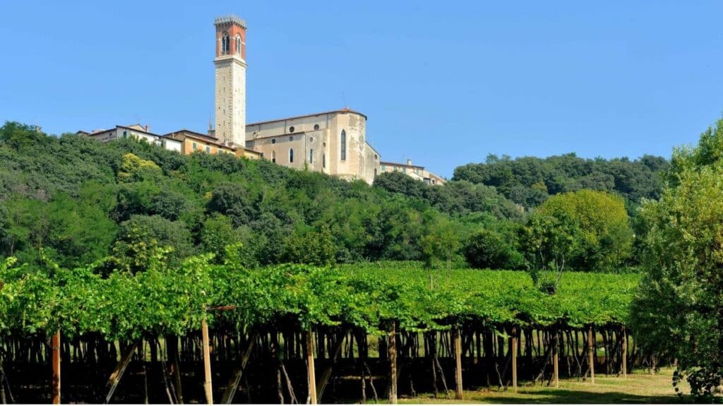 Pergola-wijngaard in Colli Berici in Veneto, met hoog geleide druivenranken en de heuvels op de achtergrond.