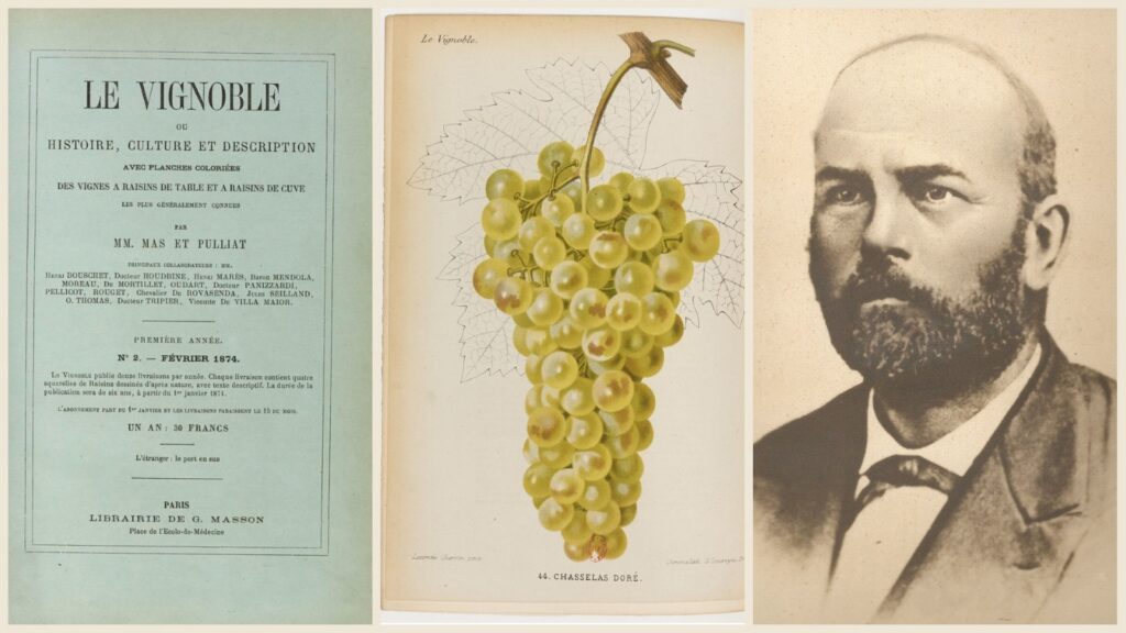 Drieluik: omslag van Le Vignoble van Mas en Pulliat uit 1874, plaat 44 met een tros Chasselas doré, en een portret van Victor Pulliat.